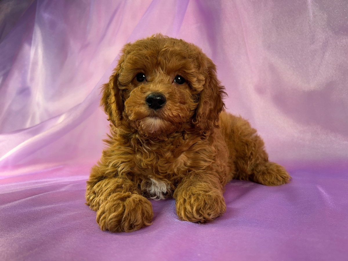 Female F1b Cockapoo Puppy for Sale DOB 11-15-2025 $950